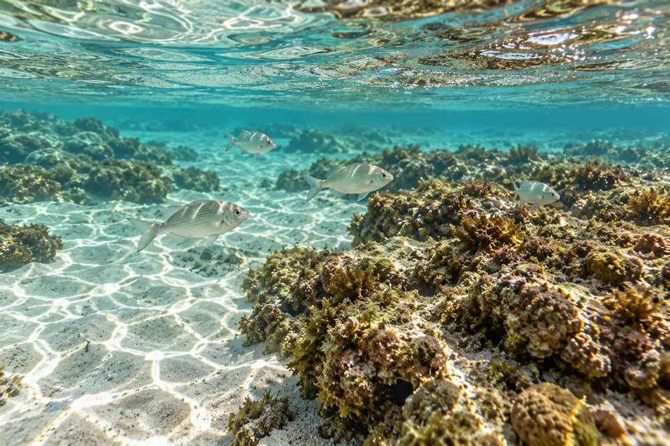 Pequenos peixes entre areia e formações de recife sob água rasa e transparente, em uma cena conceitual.
